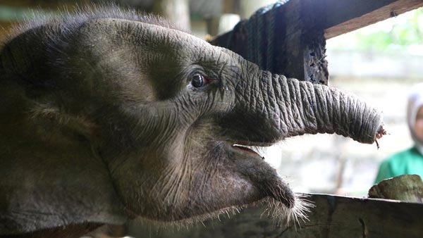 indonesia elephant trunk